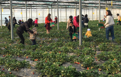 相約采摘草莓，盡享田園樂趣